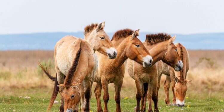 סוסי פז'בלסקי. צילום: שאטרסטוק צילום: שאטרסטוק