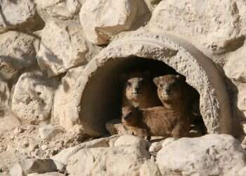 צילום: מרים צחי