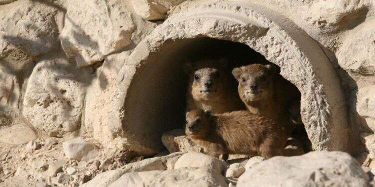 שפני סלע בעין גדי. צילום: מרים צחי צילום: מרים צחי