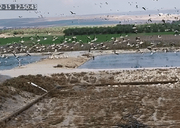 דג מחיר: האויב האכזר של מגדלי הדגים