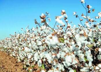 צילום: שאטרסטוק