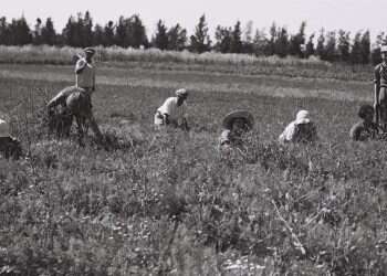צילומים: זלוטן קלוגר, לע"מ