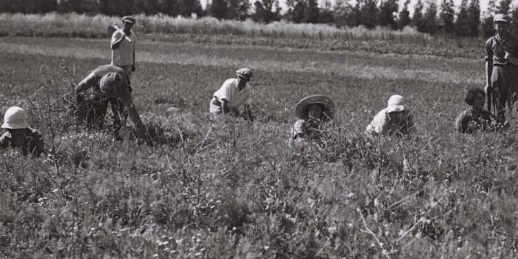 חברי קיבוץ טירת צבי עובדים בשדות הקיבוץ, 1938. צילומים: זלוטן קלוגר, לע צילומים: זלוטן קלוגר, לע"מ
