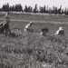 חברי קיבוץ טירת צבי עובדים בשדות הקיבוץ, 1938. צילומים: זלוטן קלוגר, לע צילומים: זלוטן קלוגר, לע"מ