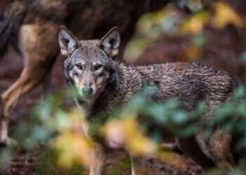 צילום: Salwan Georges, The Washington Post