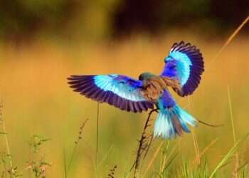 על בעלי הכנף המיוחדים בטנזניה