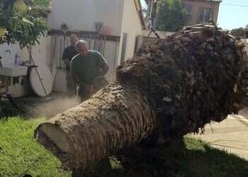 איך כורתים עץ בצורה נכונה?