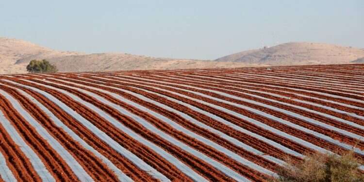 צילום: מרים צחי