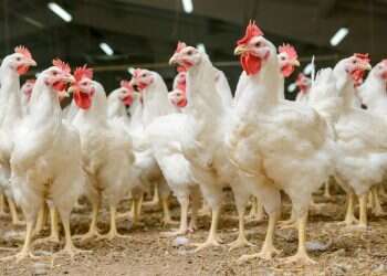 צילום: שאטרסטוק