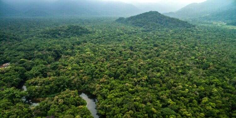יערות גשם בדרום אמריקה. צילום: שאטרסטוק צילום: שאטרסטוק