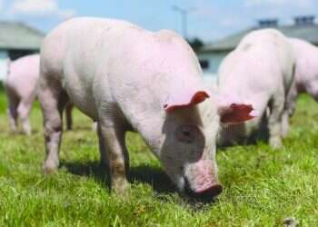 צילום: שאטרסטוק