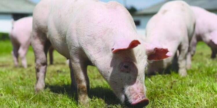 צילום: שאטרסטוק