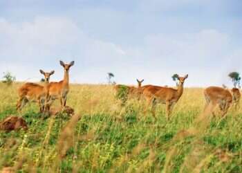 שמורת המלכה אליזבת באוגנדה