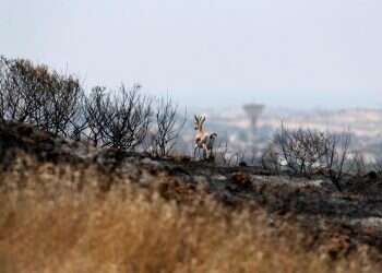 צילום: רויטרס