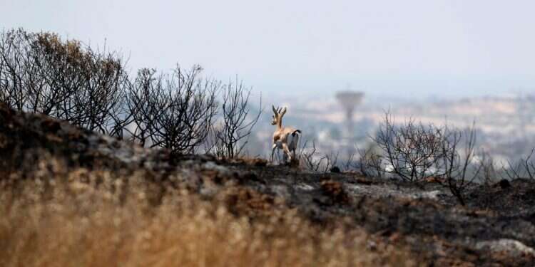 צבי בשדה חרוך, סמוך לגבול הרצועה. צילום: רויטרס צילום: רויטרס