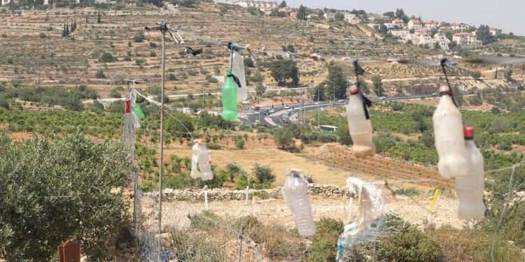 צילום: מרים צחי