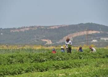 צילום: גיל אליהו ג'יני