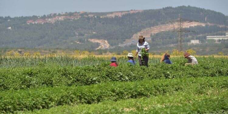 צילום: גיל אליהו ג'יני