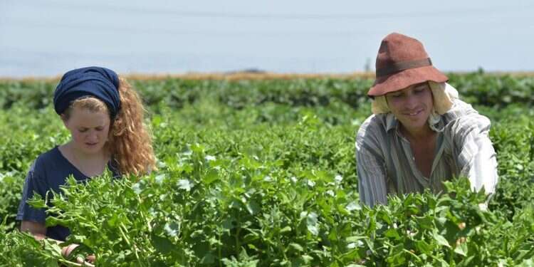 חקלאים בקיבוץ לביא, ארכיון. צילום: גיל אליהו ג'יני צילום: גיל אליהו ג'יני
