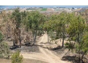 צילום: לירון מולדבן