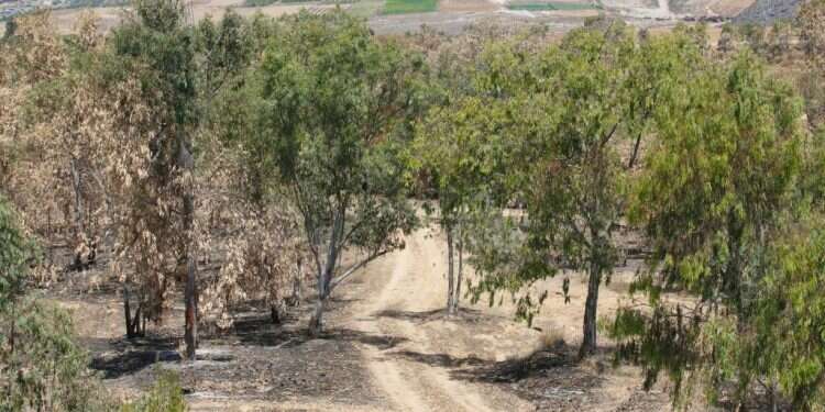 צילום: לירון מולדבן