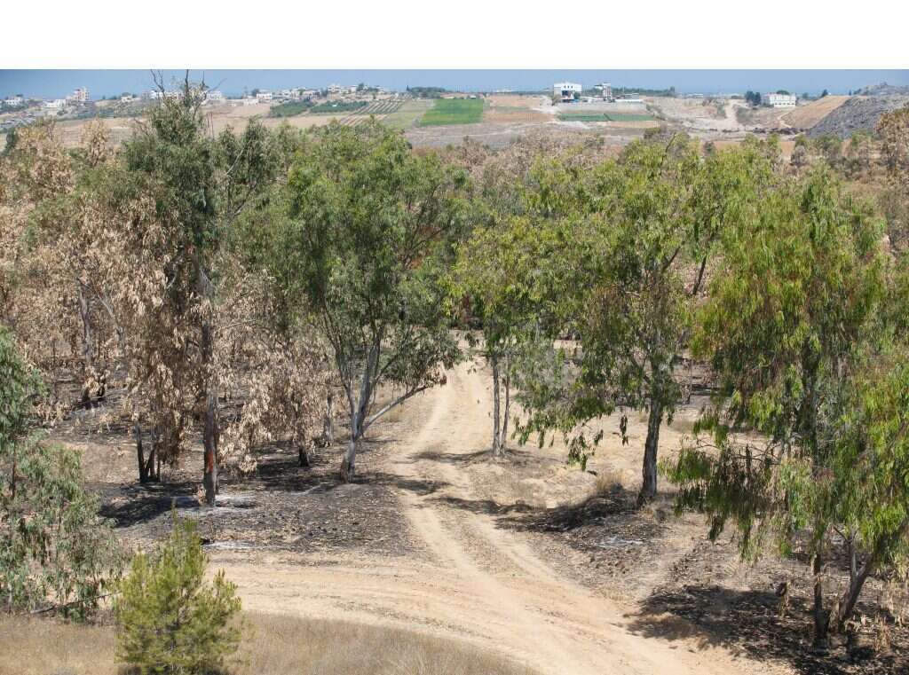 צילום: לירון מולדבן