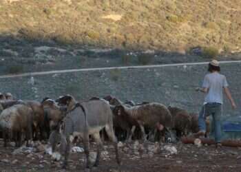 "מענק המרעה" שניתן לבדואים בפזורה נמנע מרועים ביו"ש