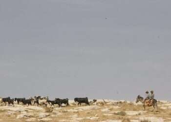 רועי צאן בדואים. צילום: מרים צחי