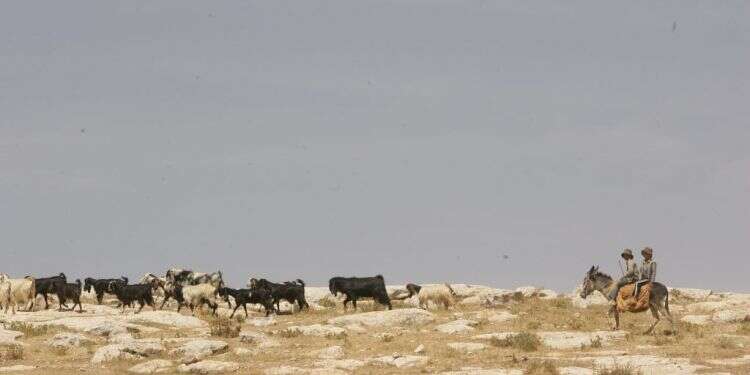 רועי צאן בדואים. צילום: מרים צחי רועי צאן בדואים. צילום: מרים צחי