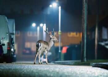 צילום: שאטרסטוק