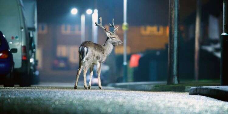 איילים ברחוב. צילום: שאטרסטוק צילום: שאטרסטוק