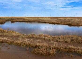 צילום: שאטרסטוק