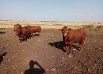 אחרי יותר מ-1,500 שנות היעדרות: אפר הפרה האדומה ישוב למחוזות המציאות?