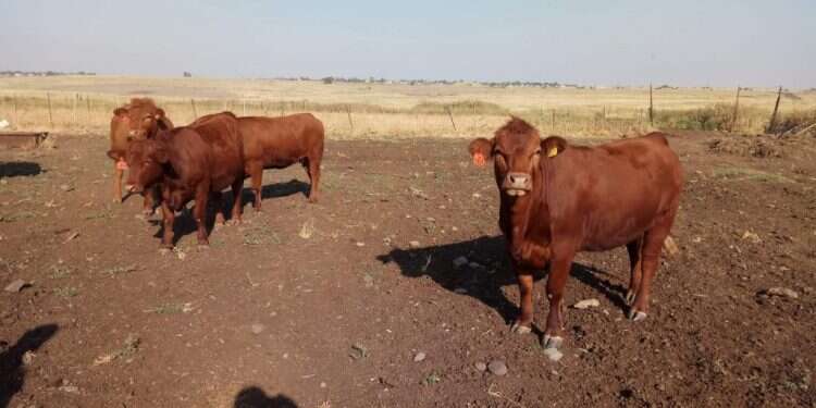 פרה אדומה אחרי יותר מ-1,500 שנות היעדרות: אפר הפרה האדומה ישוב למחוזות המציאות?