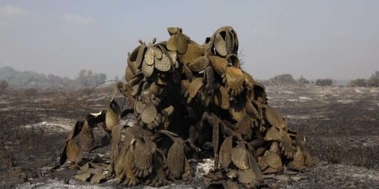 נזקי השריפות בעוטף עזה בעקבות טרור העפיפונים. צילום: EPA מחמאה הבאה מעבירה: על התנתקות, דמוקרטיזציה ואש בדרום