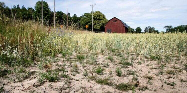 שדה בשוודיה. צילום: AFP צילום: AFP