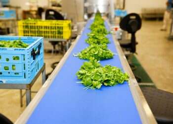 צילום: יהודה פרץ