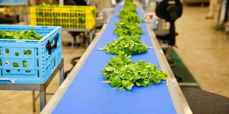 צילום: יהודה פרץ