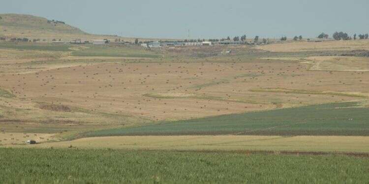שדות חקלאיים בין קיבוץ לביא לכפר חיטים. צילום: איציק אברבנאל קיבוץ לביא
צילום: איציק אברבנאל קיבוץ לביא
