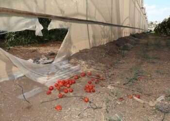 צילום: מרים צחי