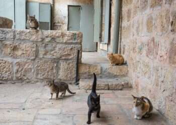 צילום: שאטרסטוק