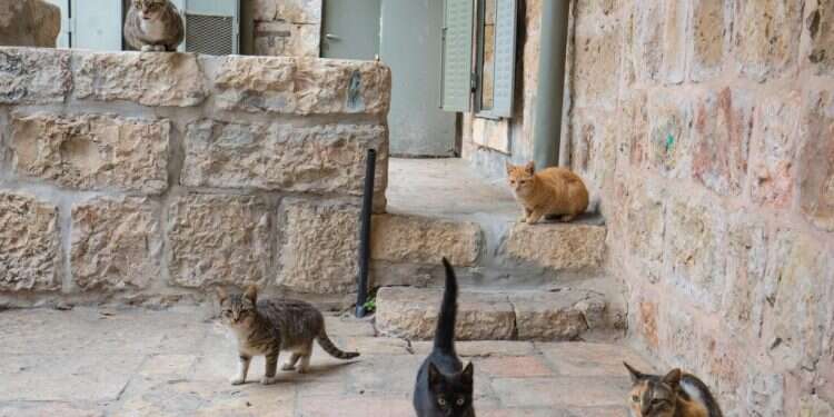 העיר העתיקה. צילום: שאטרסטוק צילום: שאטרסטוק