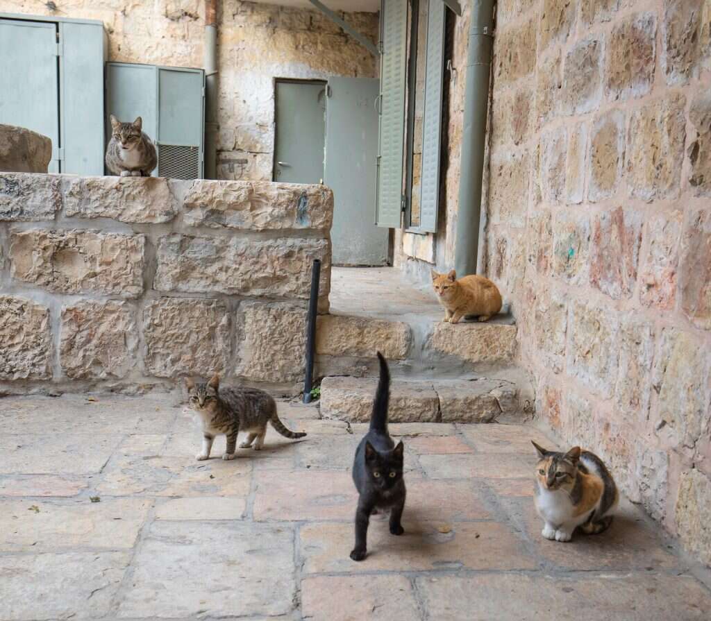 צילום: שאטרסטוק