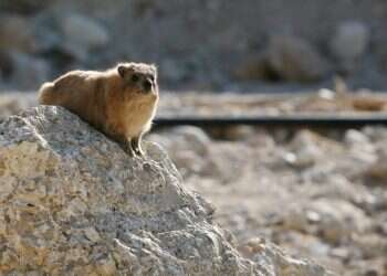 צילום: מרים צחי