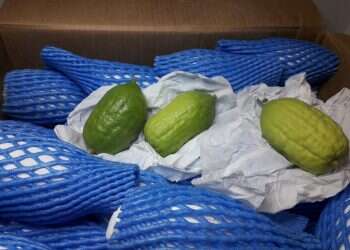 הברחת אתרוגים בנתב"ג. צילום: אורן שובל, משרד החקלאות