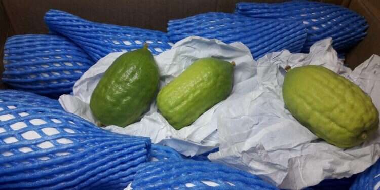 הברחת אתרוגים בנתב"ג. צילום: אורן שובל, משרד החקלאות