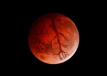 איור: שרון ארדיטי