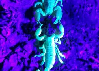 צילום: יורם צביק, מעבדה לחקר עקרבי ישראל