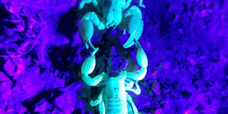 זוג עקרבי עב־יד צהוב בריקוד חיזור. צילום: יורם צביק, מעבדה לחקר עקרבי ישראל
 צילום: יורם צביק, מעבדה לחקר עקרבי ישראל