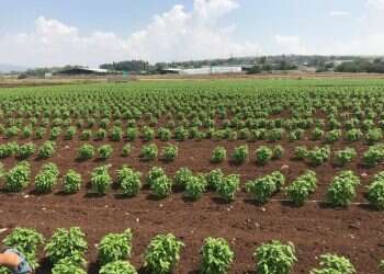 צילום: חברת זרעי ג'נסיס 2